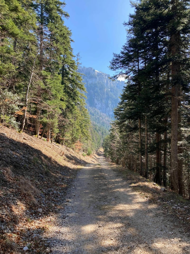 Belle balade au bois des Mûres - Lans-en-Vercors