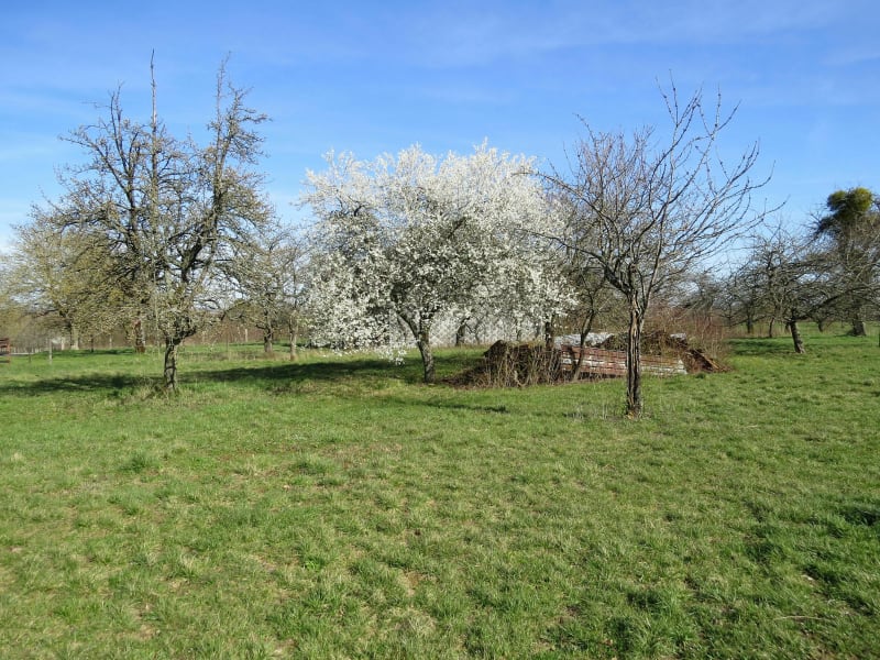 Promenade autour de Saint-Jean-Saverne - Eckartswiller