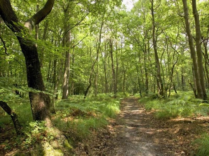 La boucle dans le bois du Breuil - Gonneville-sur-Honfleur