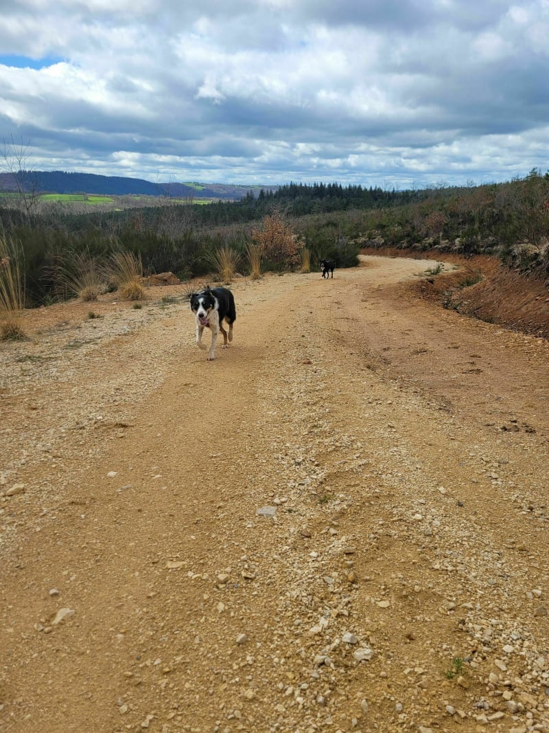 Balade en forêt des Palanges - Agen-d'Aveyron