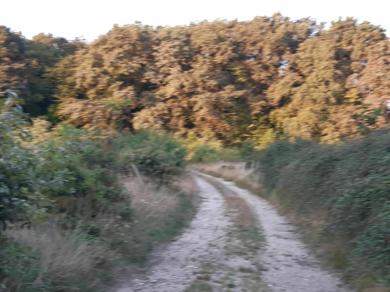 Trail du Verdier - Saint-Nicolas-des-Bois