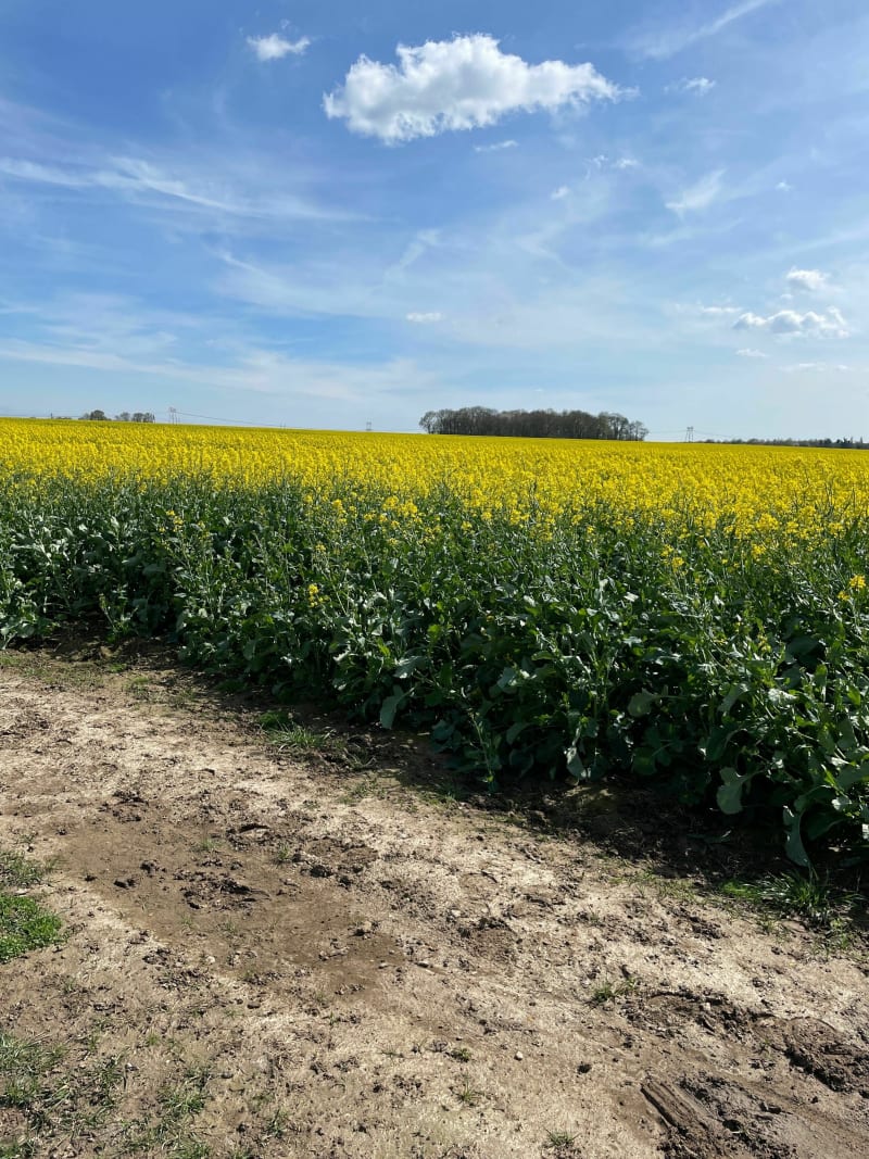 Les Ulis - Fontenay les Briis via Janvry et son château - Les Ulis
