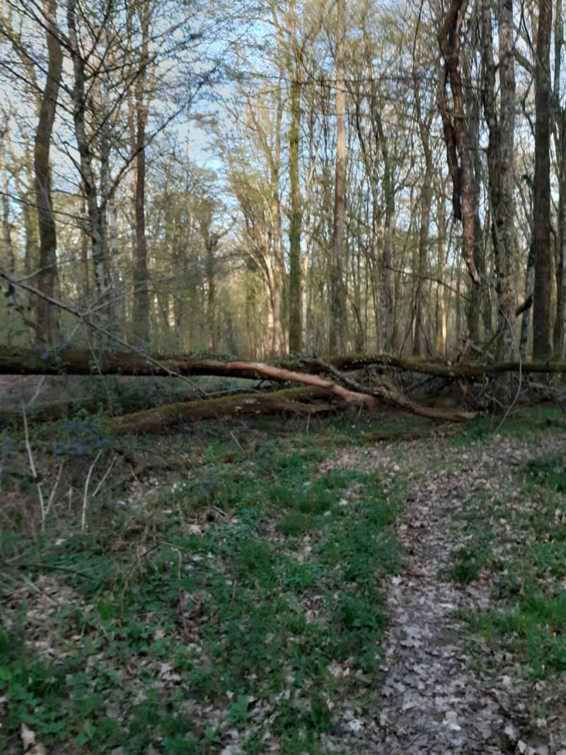 Huisseau-sur-Cosson, entre vignes et forêt - Huisseau-sur-Cosson