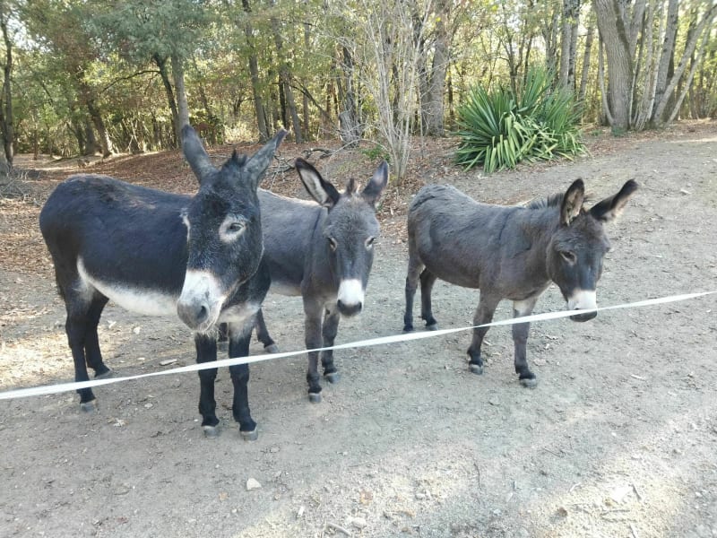 Rando des trois ânes à Labastide-Beauvoir - Labastide-Beauvoir