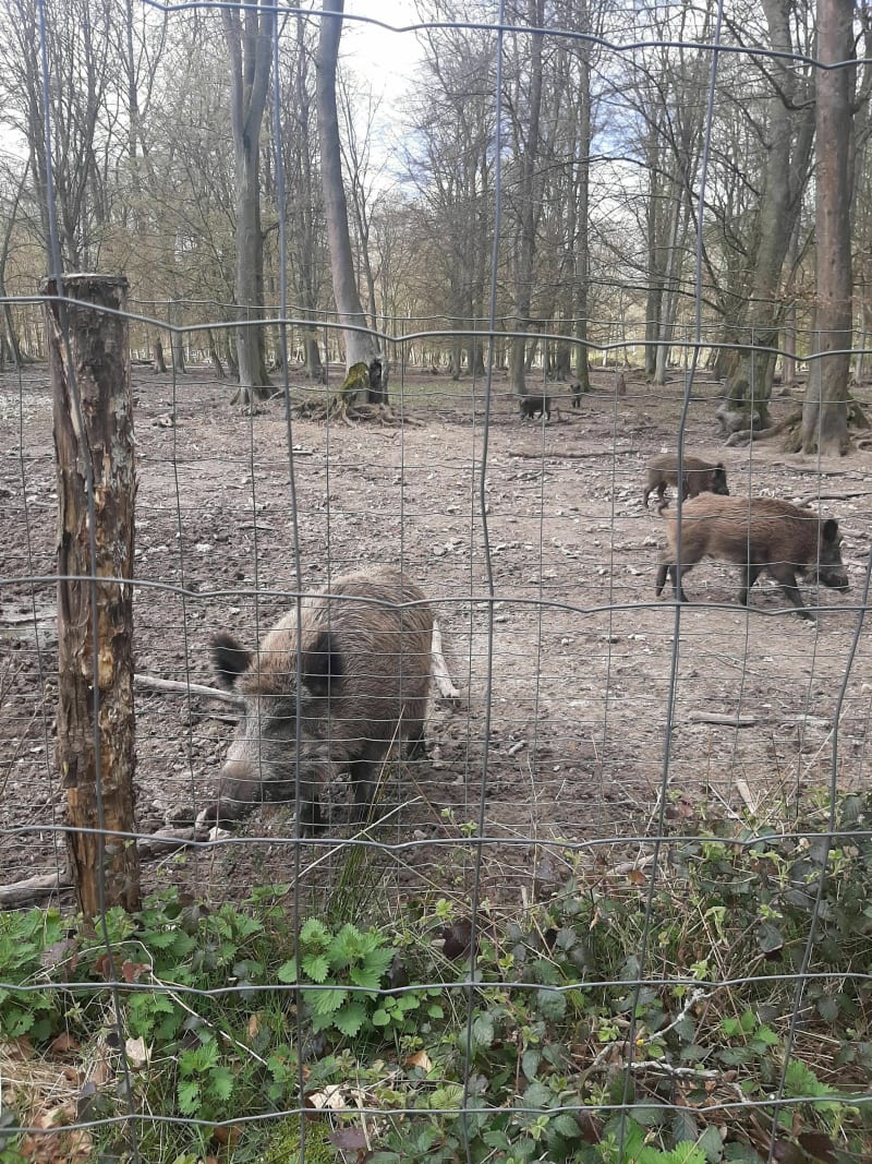 Belle balade au Parc Animalier dans la Forêt de Roumare - Val-de-la-Haye