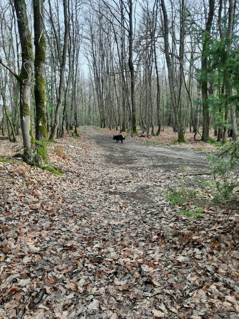 Le Sacq entre champs  et forêts - Mesnils-sur-Iton