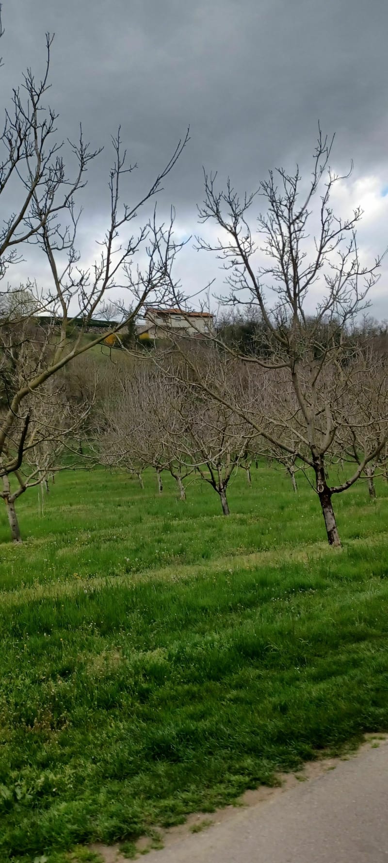 Balade des noyers Saint Hilaire du Rosier - Saint-Hilaire-du-Rosier