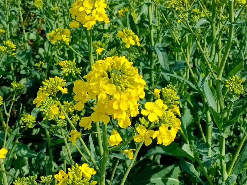 Nesles-la-Vallée par le Bois des Vignes - Nesles-la-Vallée