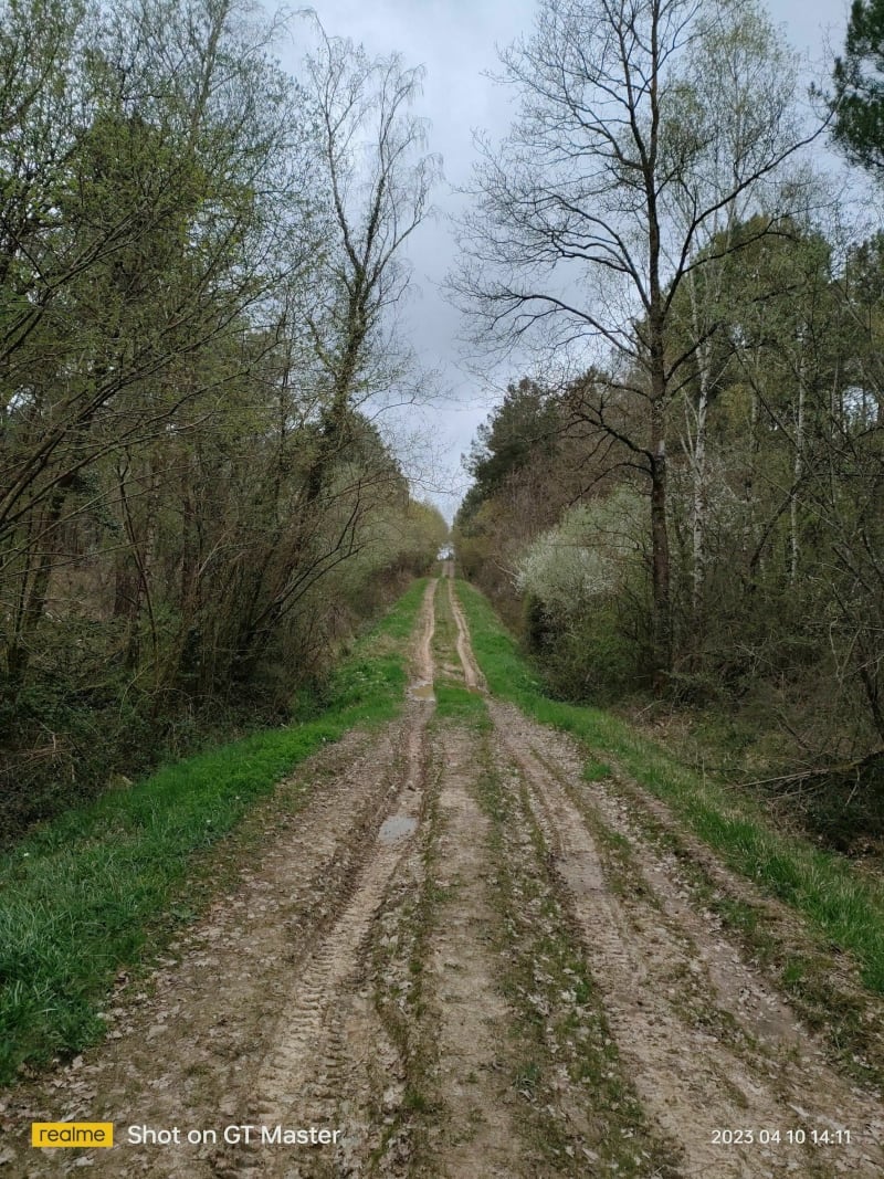 Magnifique balade dans la Forêt de Noizé - Soulaines-sur-Aubance