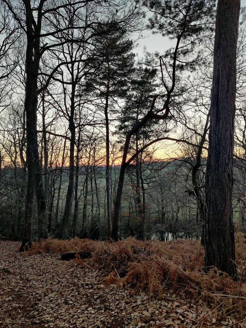 Balade en forêt des Ventes - Les Ventes
