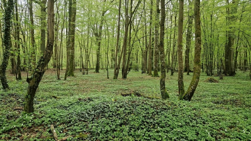 Foret domaniale de choqueuse - Jouarre