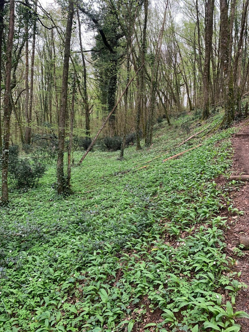 Balade en forêt de Ligugé - Ligugé