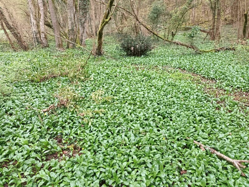 Balade Quincay/ Béruges  en vtt - Quinçay