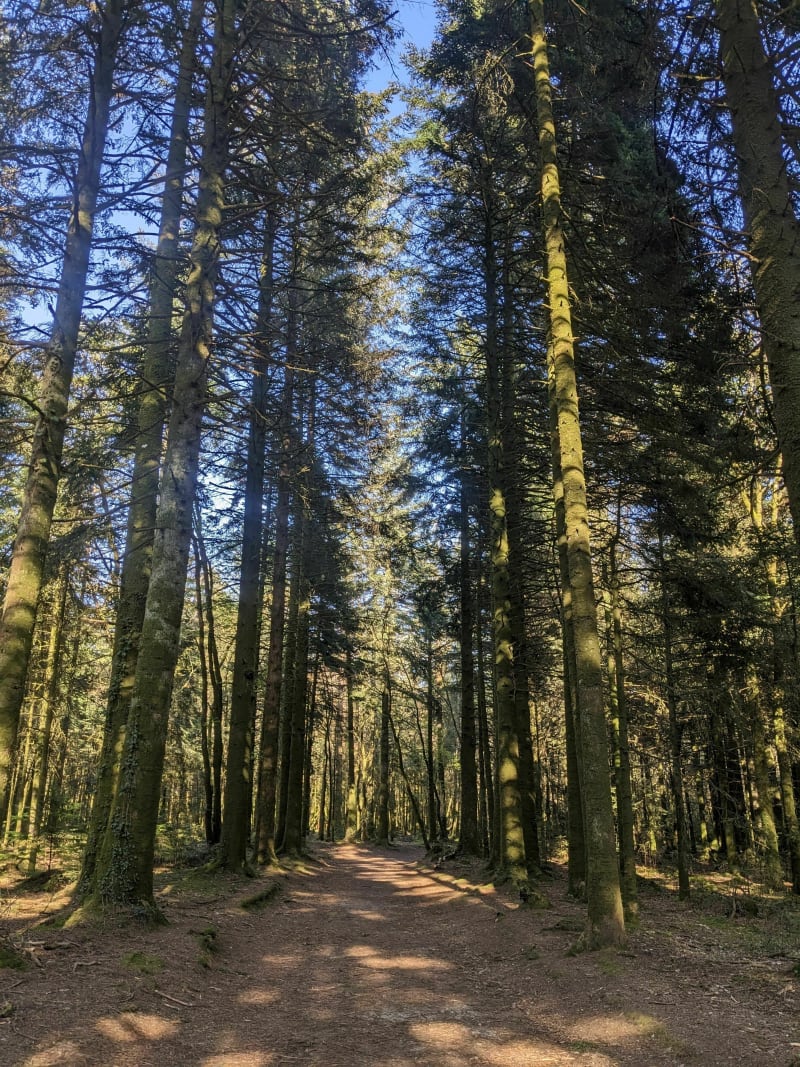 Tour de la forêt de Tremelin - Inzinzac-Lochrist
