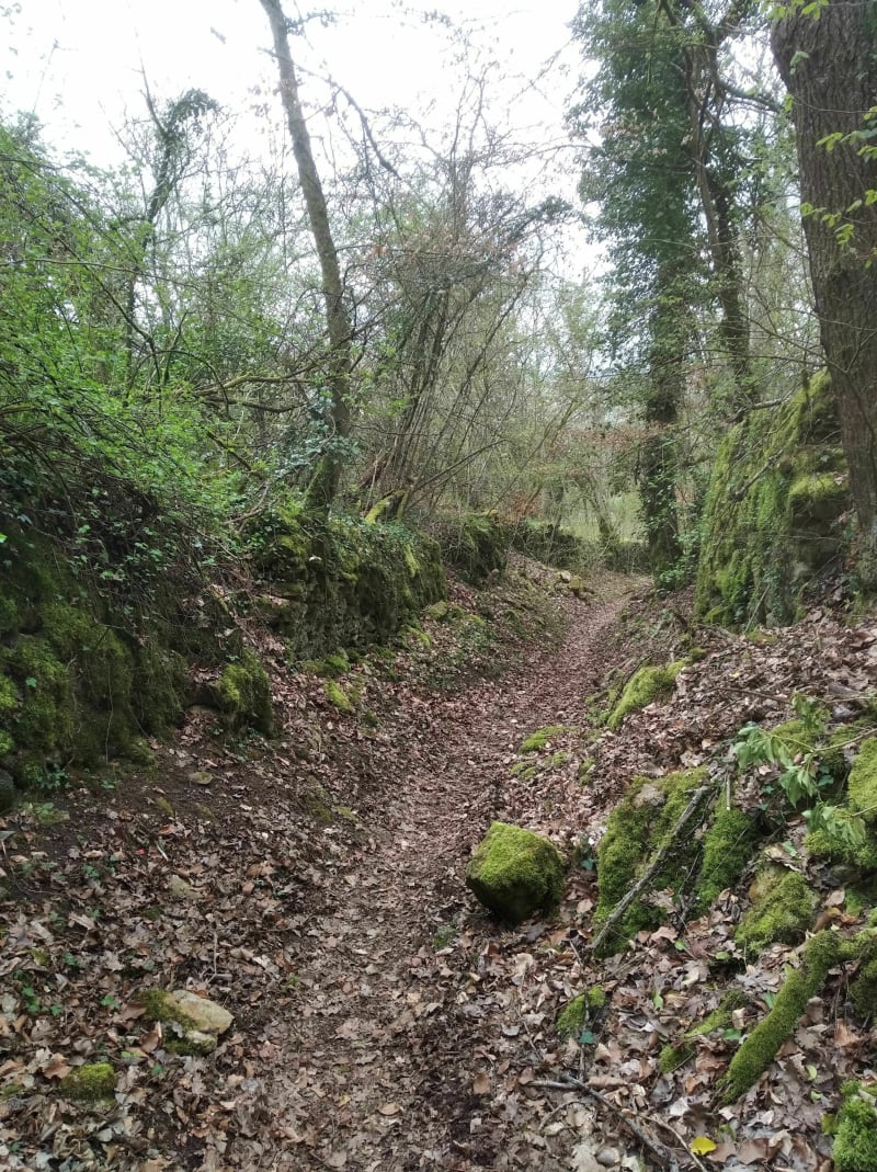 Balade en forêt autour de Maron - Maron