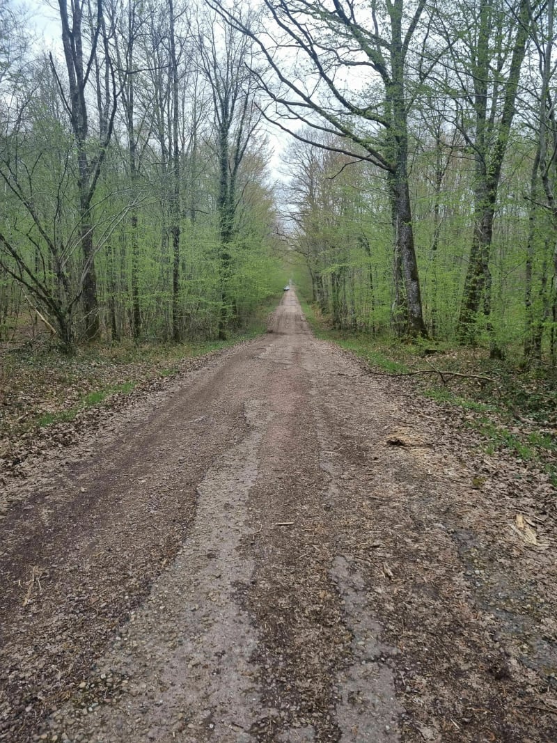 Entre etang et foret dans le bois de la Brosse - Urzy