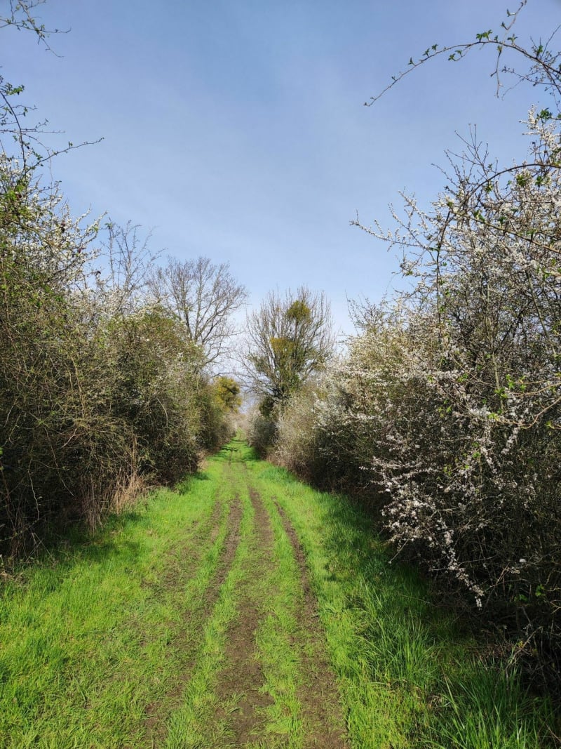 Marche à Faulquemont - Faulquemont