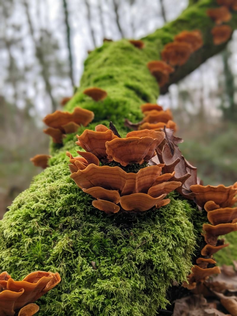 Forêt de Russy - Saint-Gervais-la-Forêt