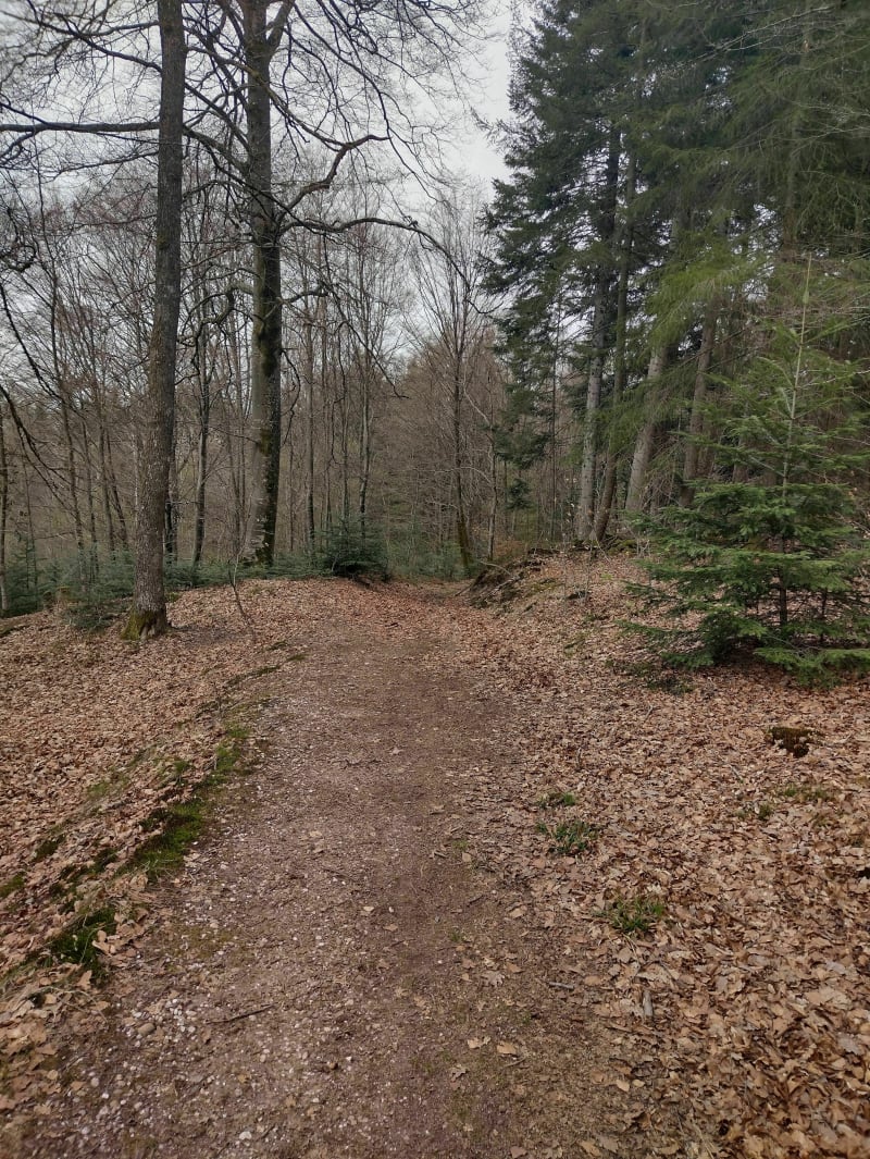 Balade en forêt à Châlonvillars - Châlonvillars