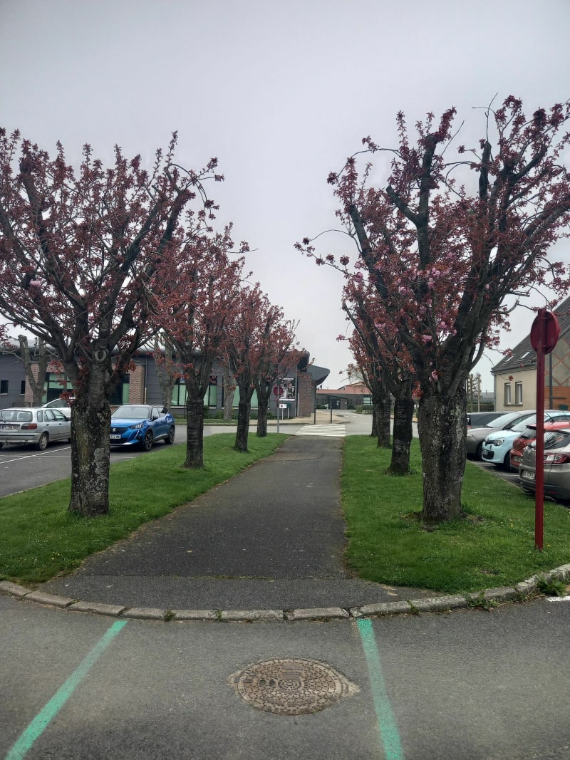 Le tour des haies à Ailly-le-haut-Clocher - Ailly-le-Haut-Clocher