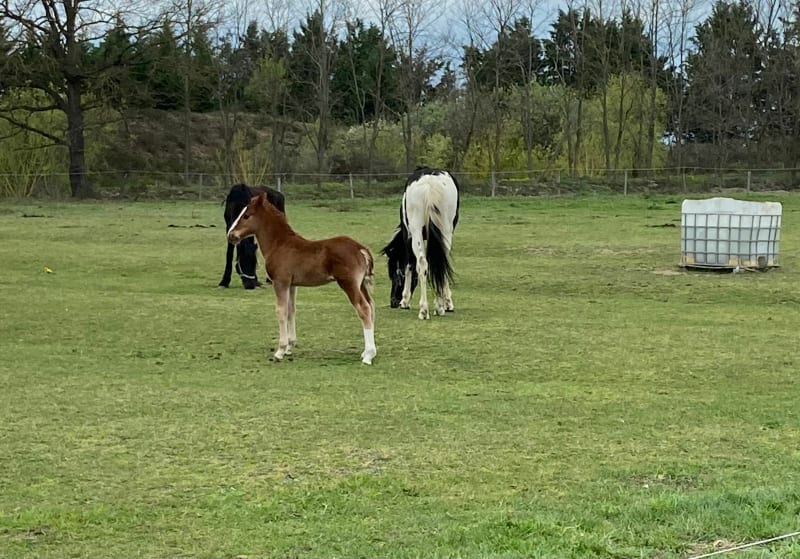 Balade champêtre au milieu des chevaux - Craintilleux