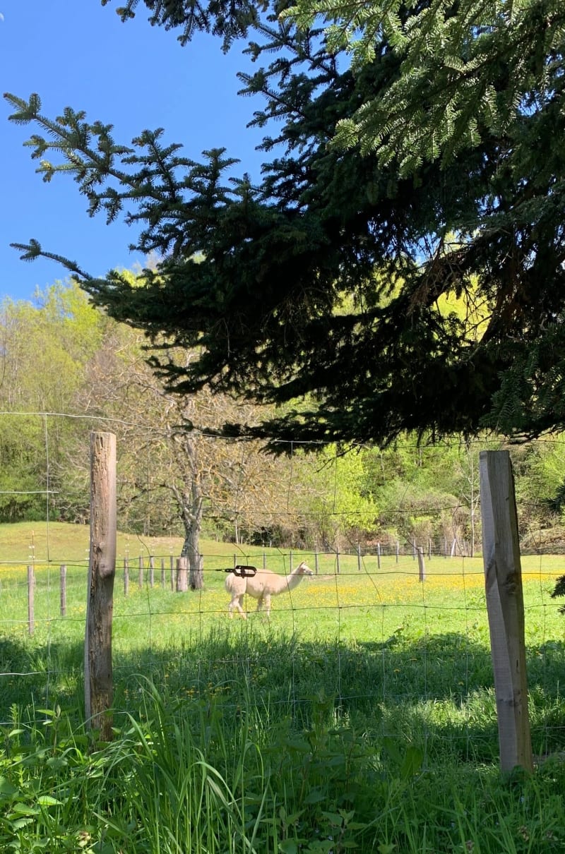 Balade des lamas, entre Voiron et Réaumont. - Voiron