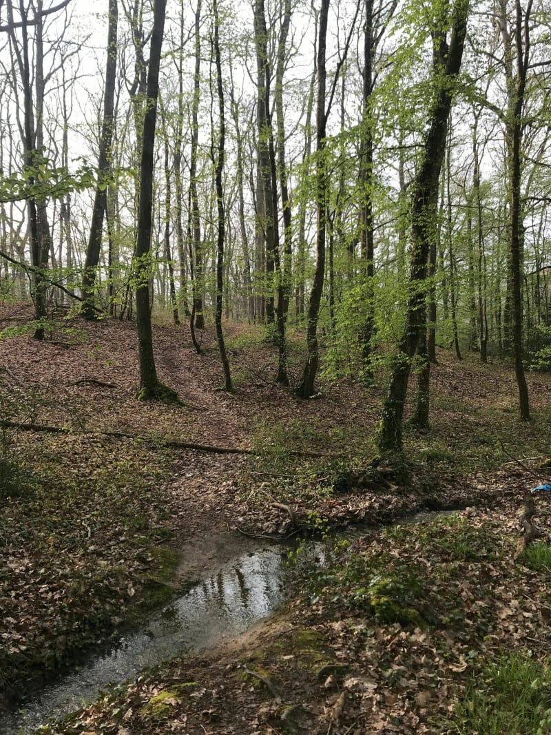 Belle balade château la Vallière et ses bois - Château-la-Vallière