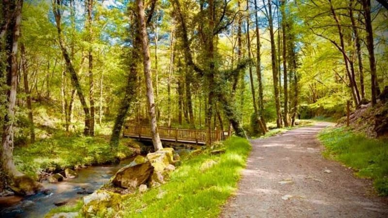 Bois du Colombier au Lac d'Uzurat - Limoges