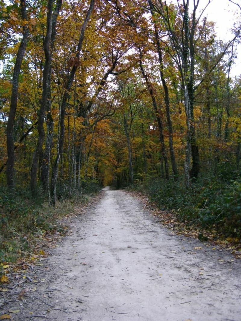 Du Carrefour de Lévignac à Bouconne, par routes et sentiers à vélo - Pibrac