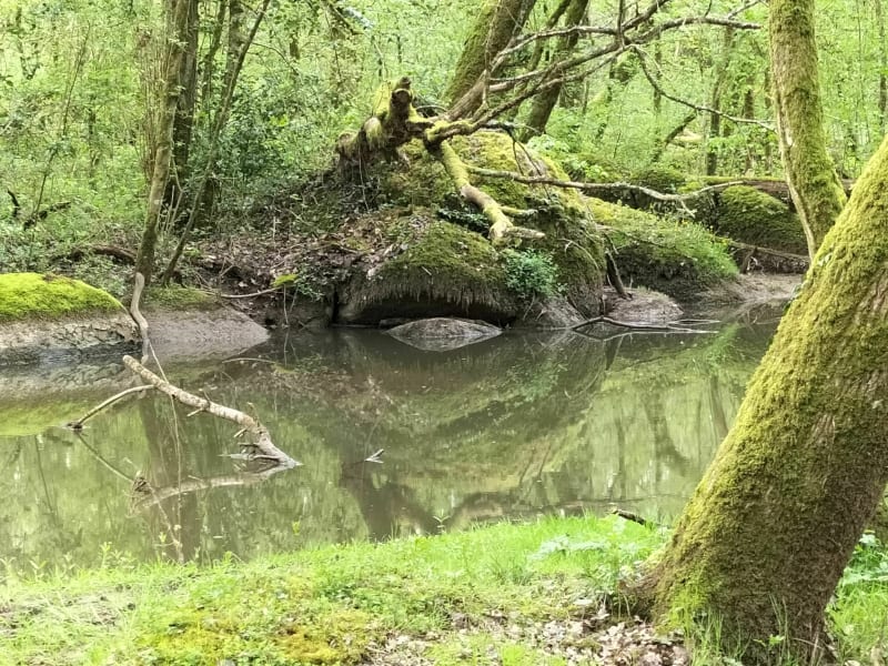 Sur les berges de l'étang du bois Pouvreau - Ménigoute
