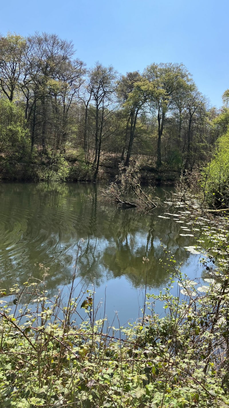 Balade dans cela forêt de Cerisy, L’étang du Titre - Montfiquet