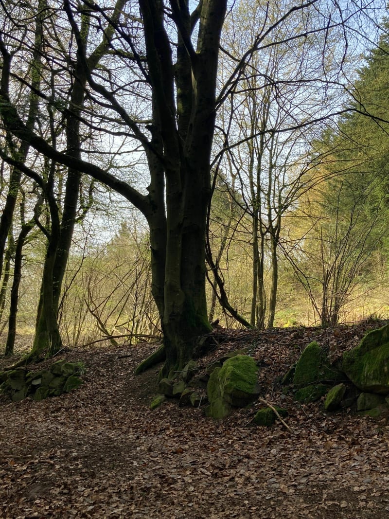 Balade au Piton du Falkenstein - Grendelbruch
