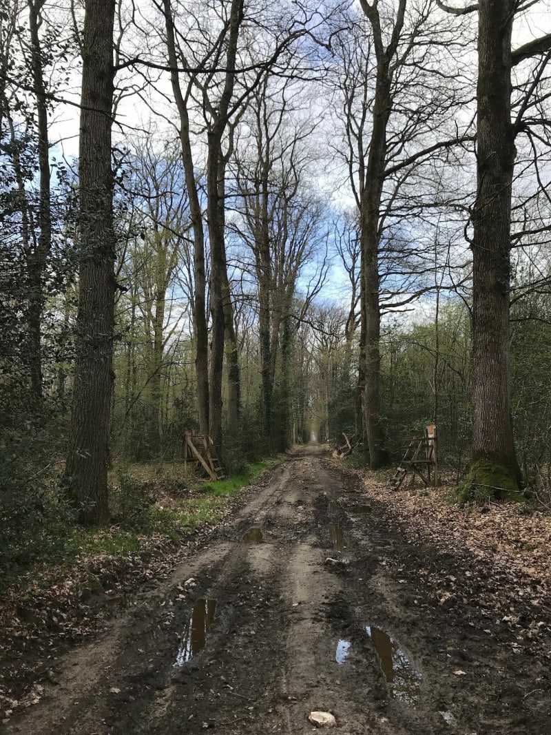 Belle petite balade dans les bois de Chateau la Vallière - Château-la-Vallière