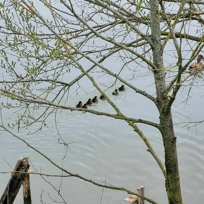 Balade familiale sur la voie verte de Sedan gare à Glaire - Sedan