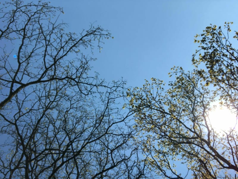 Sentier du Bois de Cranne - Saint-Médard-sur-Ille