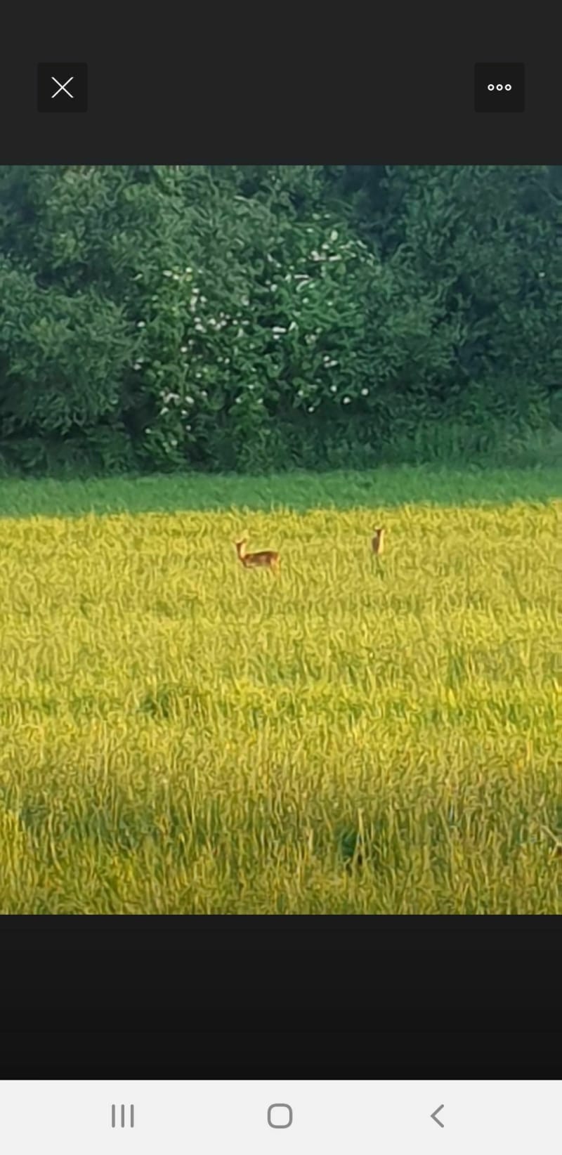 Forêt de Mézières et étang de la Basse Roussière - Mézières-sur-Couesnon