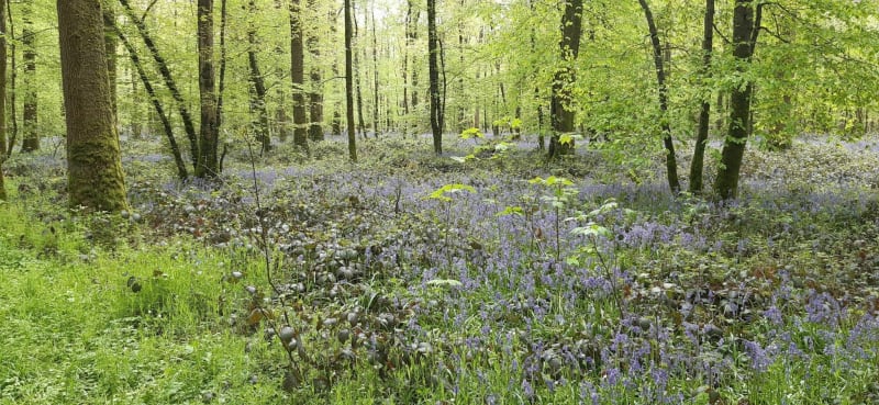 Sur les pas de Wilfred Owen à Pommereuil - Ors