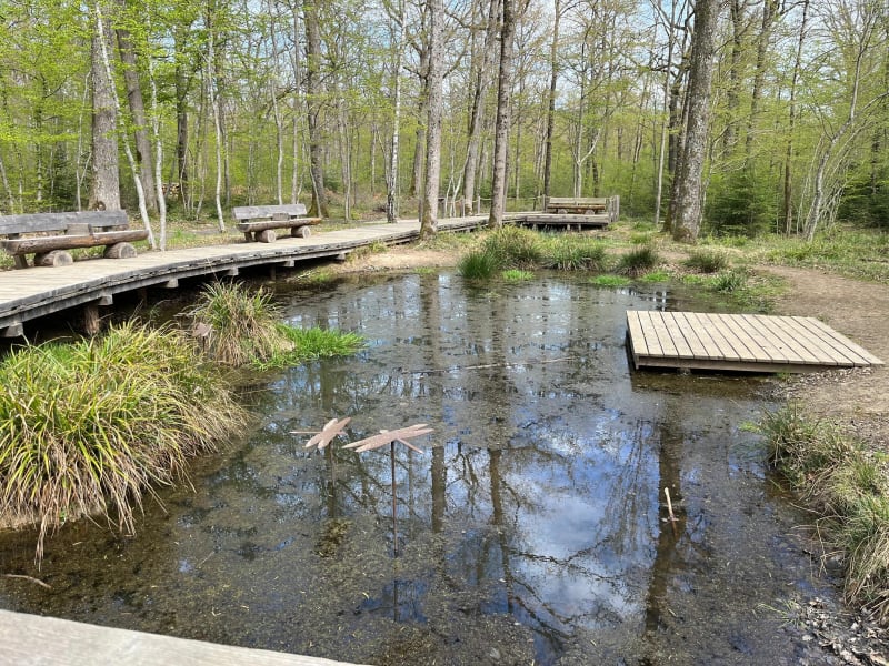 Le sentier des arbres à Champrigaud - Sallèdes