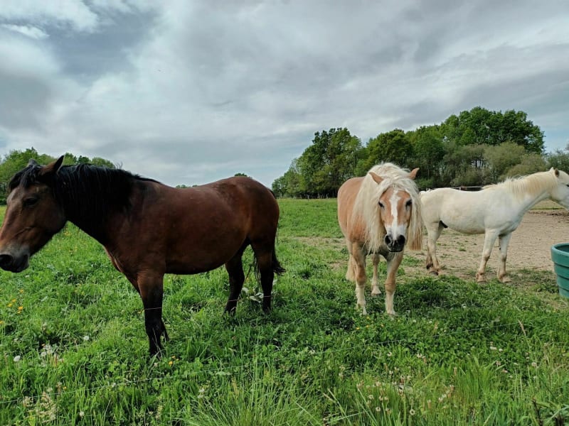 Balade dans les bois d'Odos en saluant les chevaux - Odos