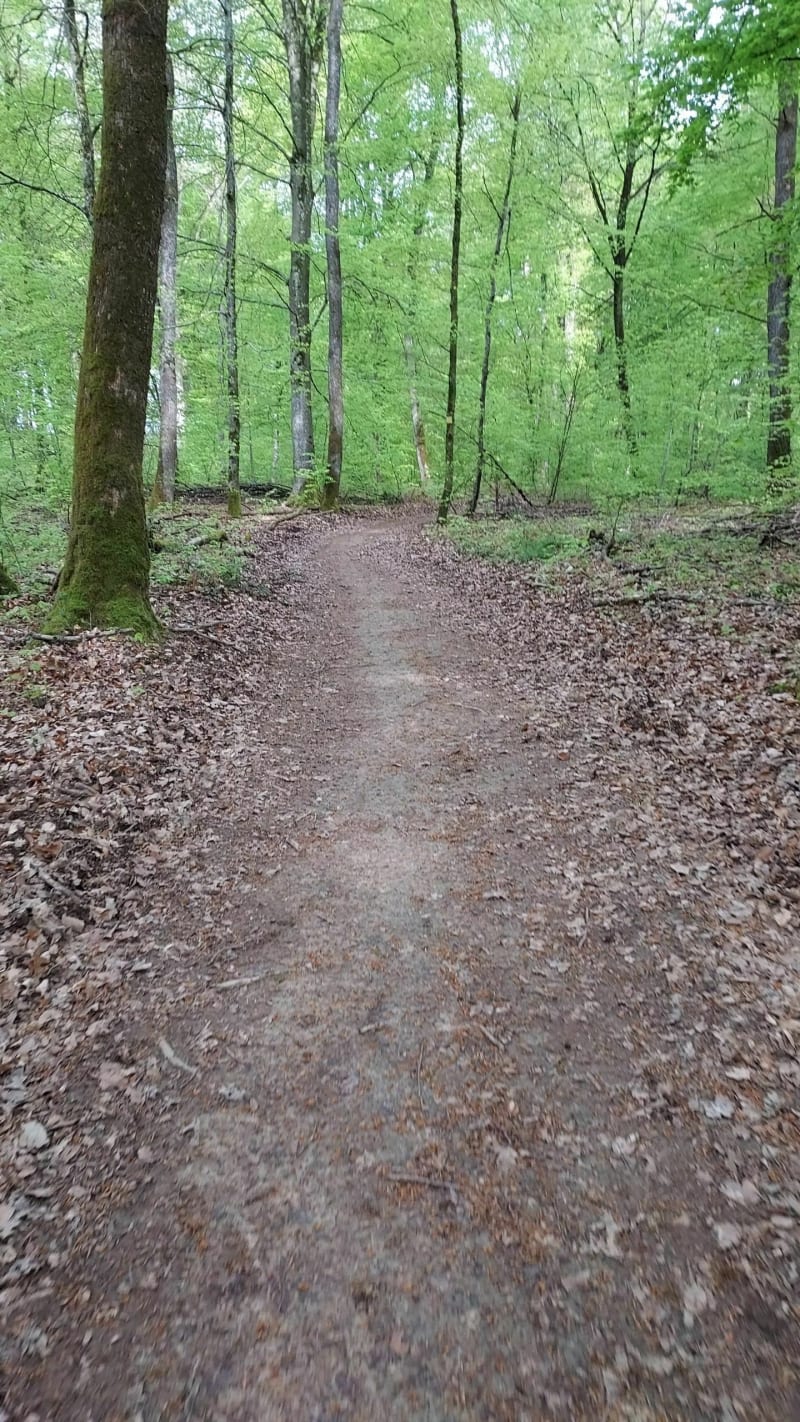 Rando dans le bois de Grattery - Grattery