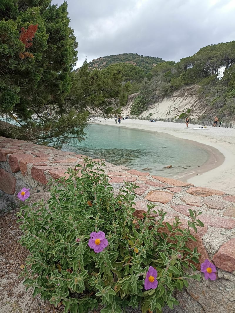 Plage de Tamaracciu - Porto-Vecchio