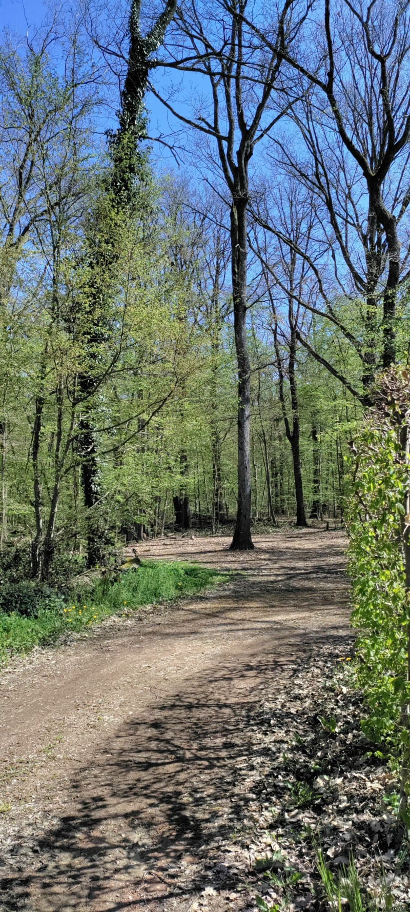 Balade au chant des oiseaux dans une forêt de jolis chênes - Saint-Forgeux-Lespinasse