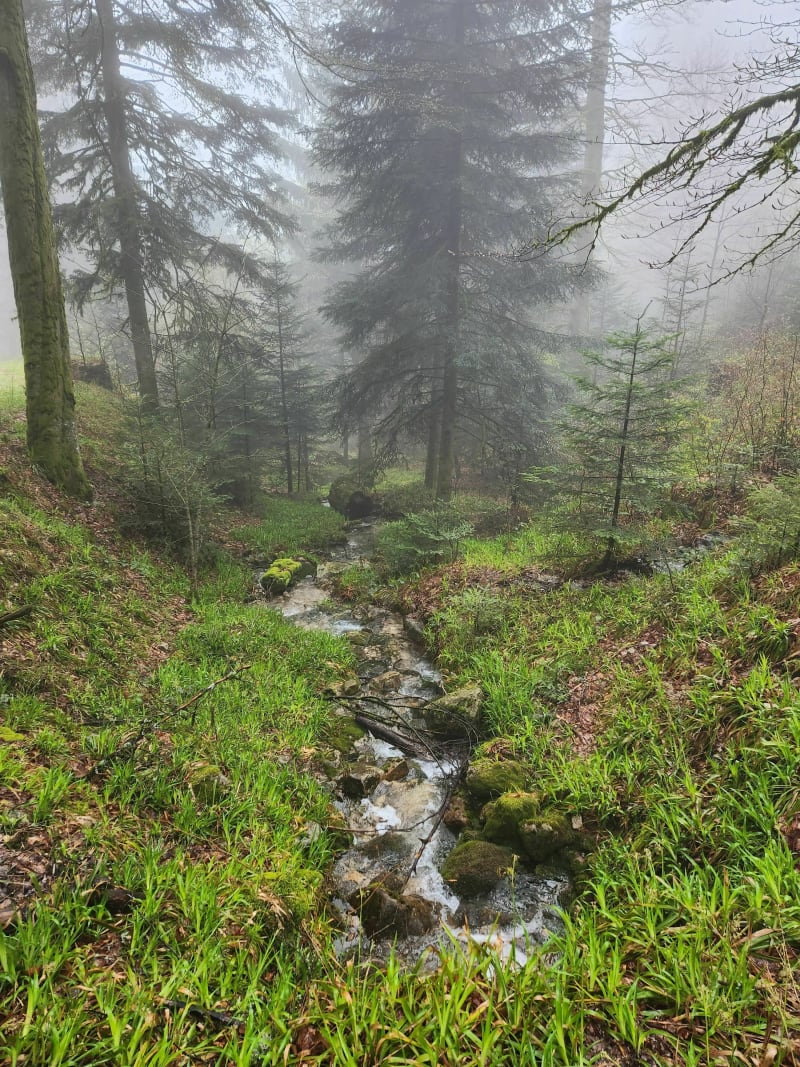 La montée au chalet du Chatelet - Ferdrupt