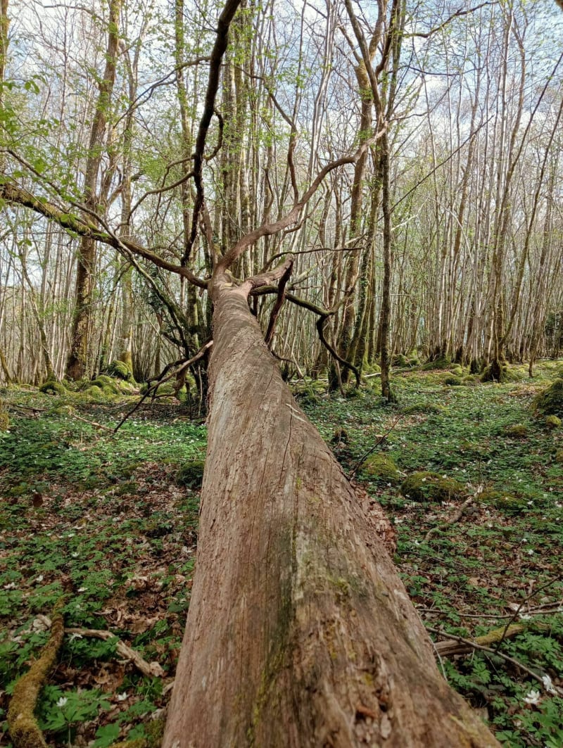 Forêt d'Epagne depuis Monteil - Sauviat-sur-Vige