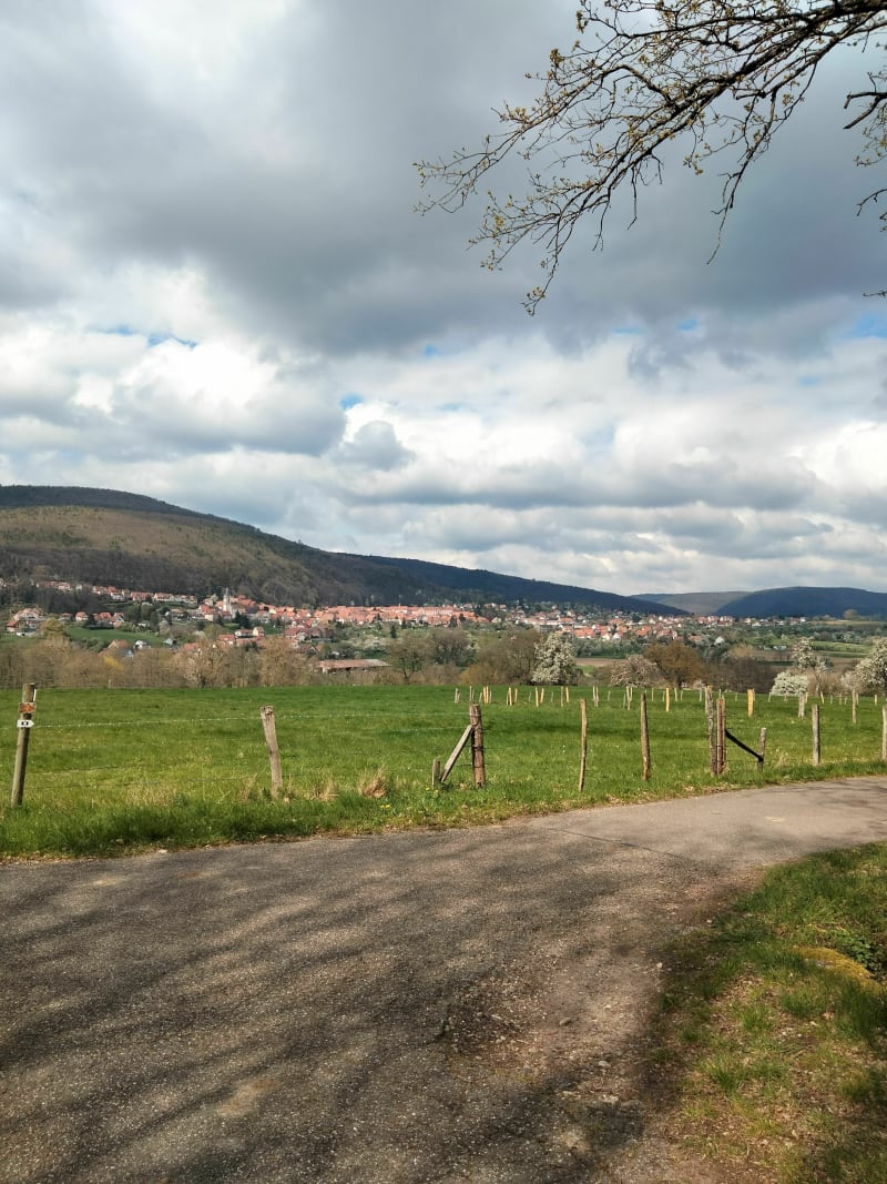 Oberbronn - Zinswiller par la forêt et les champs - Oberbronn