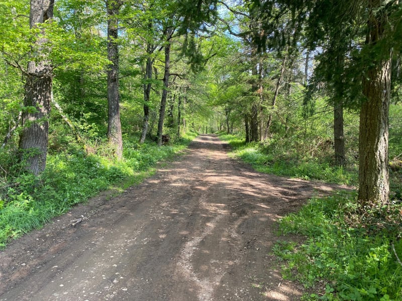 Balade dans le petit sous-bois de Poteau - Vougy