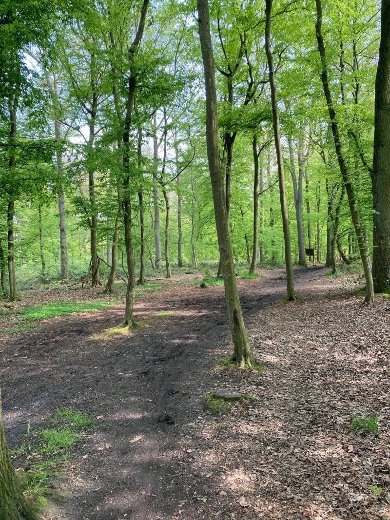 Forêt  de Phalempin - Phalempin