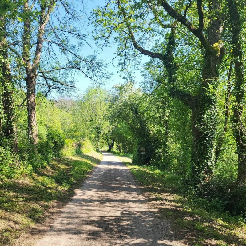 Balade dans la forêt de Mervent - Pissotte