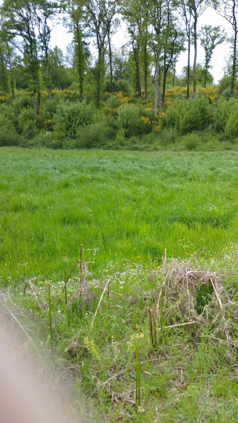 Coin de campagne entre champs et bois à la Pellouelle - Sommières-du-Clain