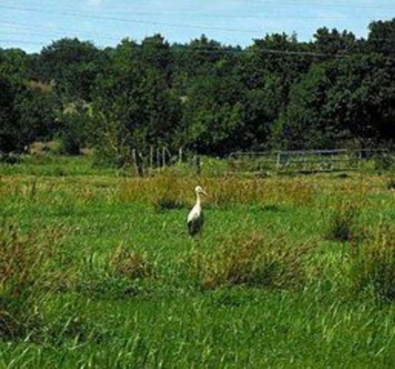 Saint-Étienne de Montluc et le marais de Couëron - Saint-Herblain
